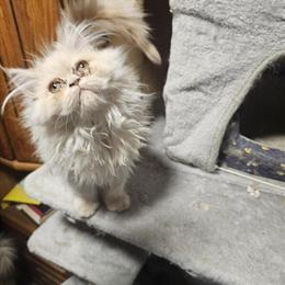 Persian Kittens - Adorable Female Kittens Looking for a Loving Home in North Branch, mi