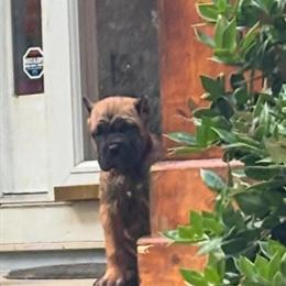 Cane Corso Female Puppy for Sale in Reidsville, nc