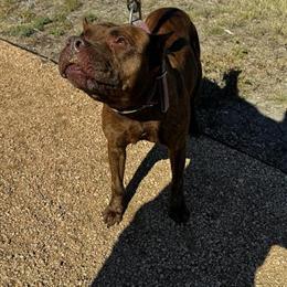 Pitbull Terrier Sasha Looking for Active Home in Austin, tx