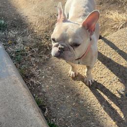 Female French Bulldog Available in Philadelphia, pa