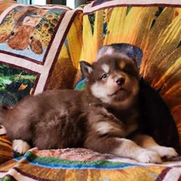 Giant Malamute Puppies Available in Urbana, oh