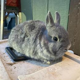 Netherland Dwarf Bunnies for Adoption in Lebanon, nj