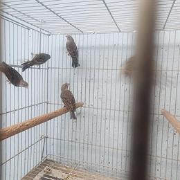 Black Throat Finch and Grey Singer Males for Sale in Glendale, ca