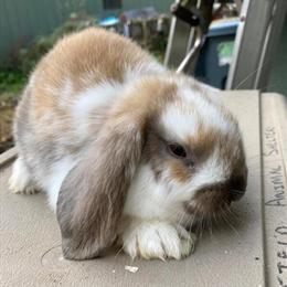 Holland Lop Rabbit - 8 Weeks Old in Lebanon, nj