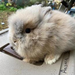 Lionhead Rabbit - Orange - 8 Weeks Old in Lebanon, nj