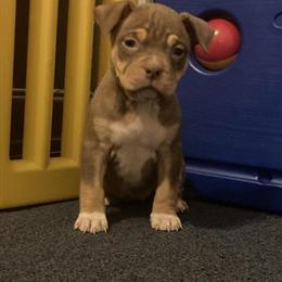 Tri Merle and Tris American Bully Puppies for Adoption in Baltimore, md