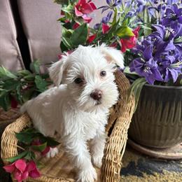 Miniature Schnauzer Puppy - Female, Vet Checked, Ready for Forever Home in Lexington, mi