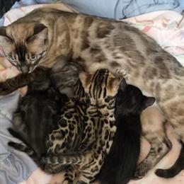 Bengal Kittens for Adoption in Rochester, ny