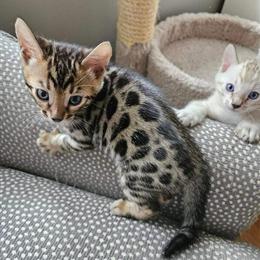 Bengal Kittens for Adoption in Rochester, ny