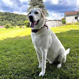 Labrador Retriever in Coshocton, Ohio in Coshocton, oh