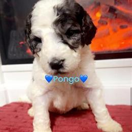 Golden Doodles Available - 5 Weeks Old in Shallotte, nc