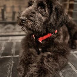 Female F1 Sheepadoodle Available in Clemson, sc