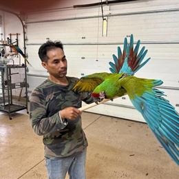 Beautiful Military Macaw Parrot for Sale in Waxhaw, nc
