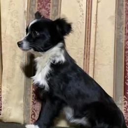 Toy Australian Shepherd Female - 6 Months Old in Grand Rapids, mi