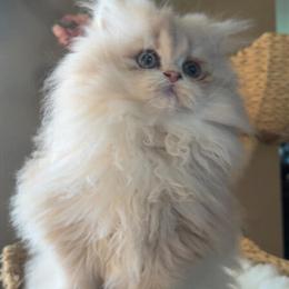 Female Lilac Golden Ready for New Home by Christmas in Tampa, fl