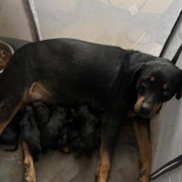 Rottweiler Puppies Looking for Forever Homes in Memphis, tn