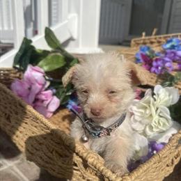 Yorkshire Terrier Puppy Ready for New Home in Wilmington, nc