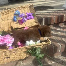 Yorkshire Terrier Puppy Ready for a New Home in Wilmington, nc