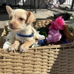 Chihuahua Puppy Ready for a New Home in Wilmington, nc
