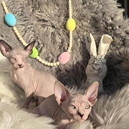 Sphynx Kittens Ready for Adoption Now in North Port, fl