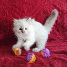 Ragdoll Female Kitten Available from Carolina Mink Ragdolls in Sumter, sc