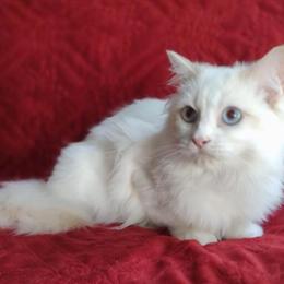 Ragdoll Male Kitten - 11 Months Old, Neutered, Vaccinated in Sumter, sc