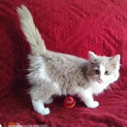 Ragdoll Kitten - Solid Blue Bicolor Female Ready for Adoption in Sumter, sc