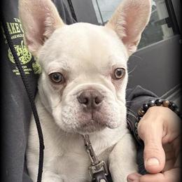 Platinum Male French Bulldog Available in Columbia, sc