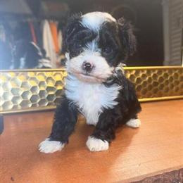 Yorkie Poo Puppies Seeking Forever Homes in Madison Heights, va