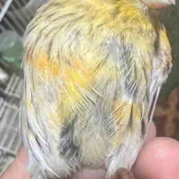 Canaries Available in Various Colors in Toledo, oh