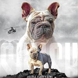 Fluffy French Bulldog with ABKC Paperwork in Danville, il