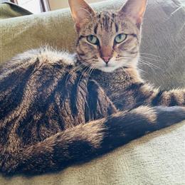 Bengal and Orange Female Cat for Rehoming in Norwalk, oh