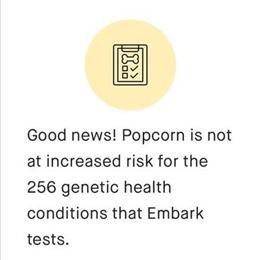 Toy Poodle Male Stud for Rehoming - $500 in Reynoldsburg, oh