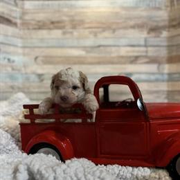 Micro Mini Bernedoodles - 2 Males Available in Reynoldsburg, oh