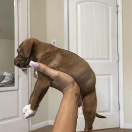 Cinnamon Female Pit Bull Puppy Needs a Loving Home in Stockbridge, ga