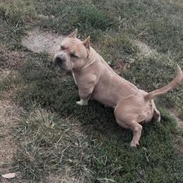 Female American Bully for Breeding in Danville, il
