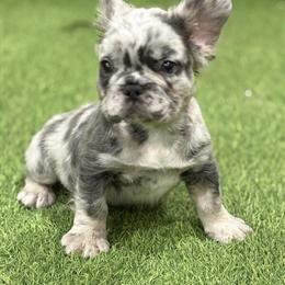 French Bulldog - Male Blue Merle, 8 Weeks Old in Orlando, fl