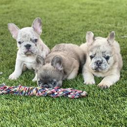 French Bulldog Puppies Available in Orlando, fl