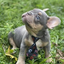 French Bulldog Males Available in Orlando, fl