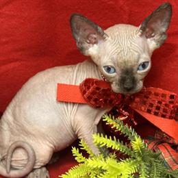 Sphynx Cat - Seal Mink Boy Ready for Forever Home February 14th, 2026 in Austin, tx
