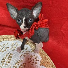 Sphynx Female Kitten Ready for Adoption on February 14th, 2026 in Austin, tx