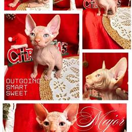 Sphynx Boy Ready for Forever Home on February 14th, 2026 in Austin, tx