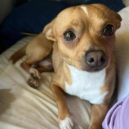 Chihuahua Puppies Ready for New Homes in Burton, mi