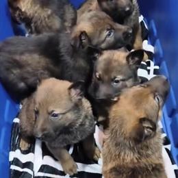 German Shepherds Available in Philadelphia, pa