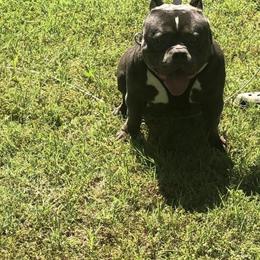 Rockoblood Stud Services - Champion Brimms Son in Sikeston, mo