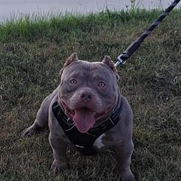 American Bully Stud Services - Rockoblood Available in Sikeston, mo