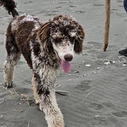 Aussiedoodle Puppies Expected in March in Roseburg, or