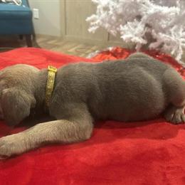 ICCF Cane Corso Puppies Available - Males and Females Ready for New Homes in Columbia, sc