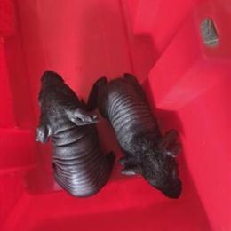 Skinny Pigs for Adoption in Taylor, mi