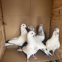 Beautiful Pigeons for Sale in Niles, il